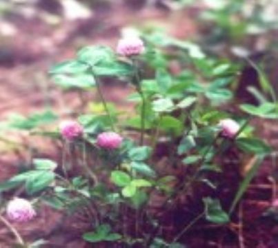 Red Clover P.E.